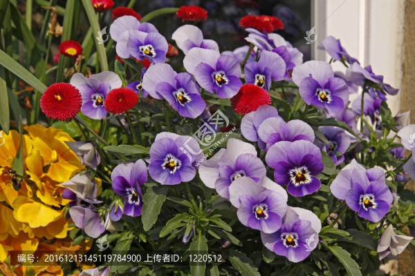 紫羅蘭與雛菊