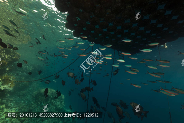 紅海下漂浮碼頭下的魚(yú)。