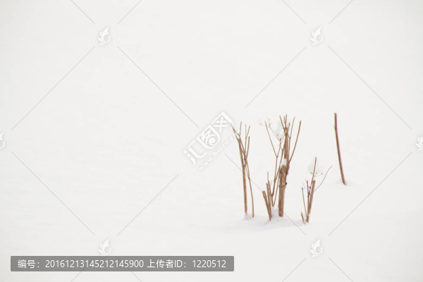 覆雪灌木