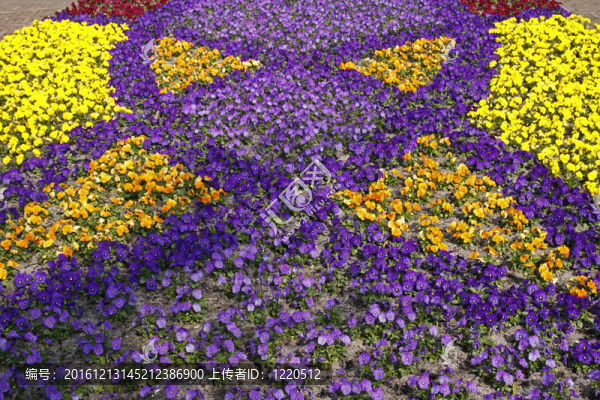 在春天，Viola,Hybrids在一個(gè)公園