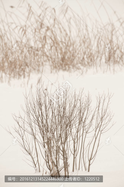 灌木林覆蓋著雪