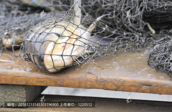 漁網(wǎng)魚(yú)