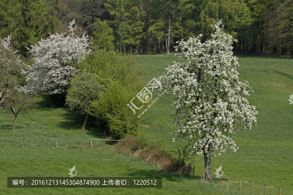 在下薩克森梨樹；德國(guó)