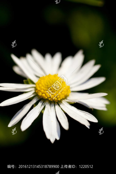 雛菊