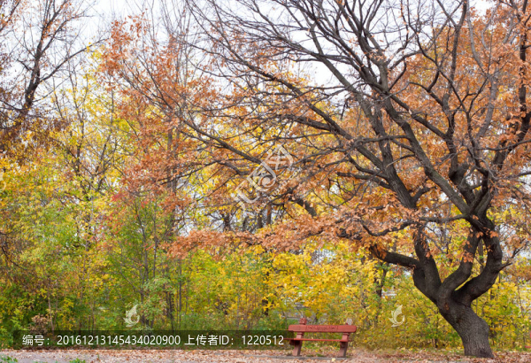 秋天公園里孤獨(dú)的長椅
