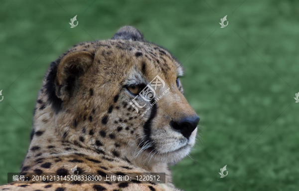 獵豹