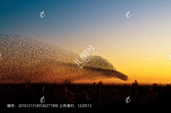 天空中的鳥兒