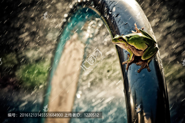 雨天的青蛙