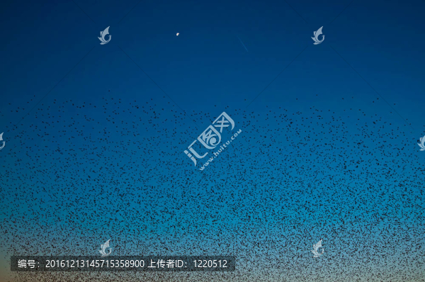 鳥