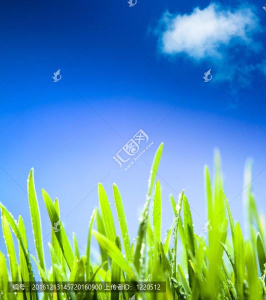 春天的青草上清新的露珠；自然的春天背景