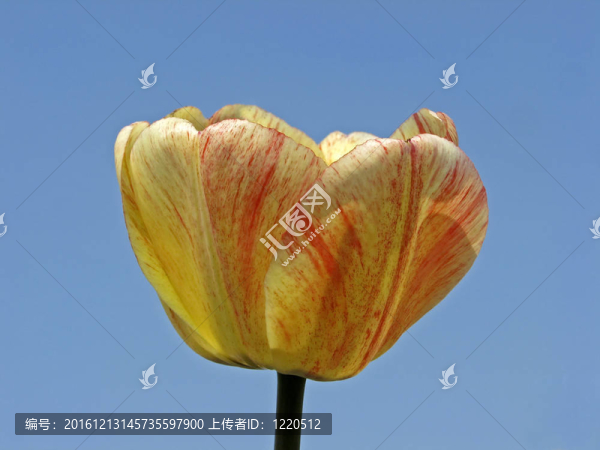 藍(lán)色天空的郁金香花