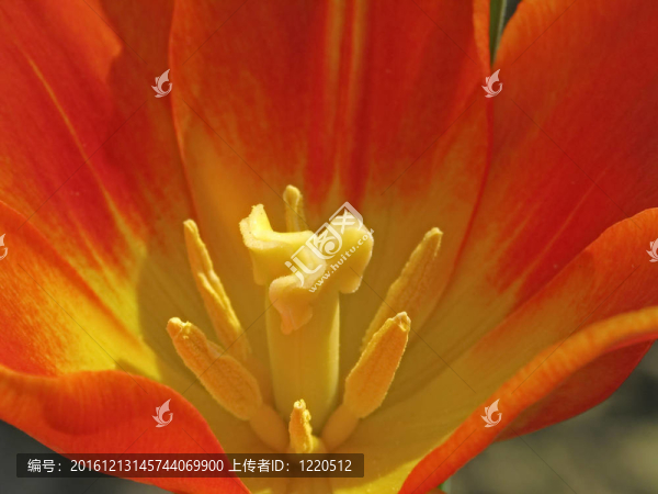 郁金香的細(xì)節(jié)