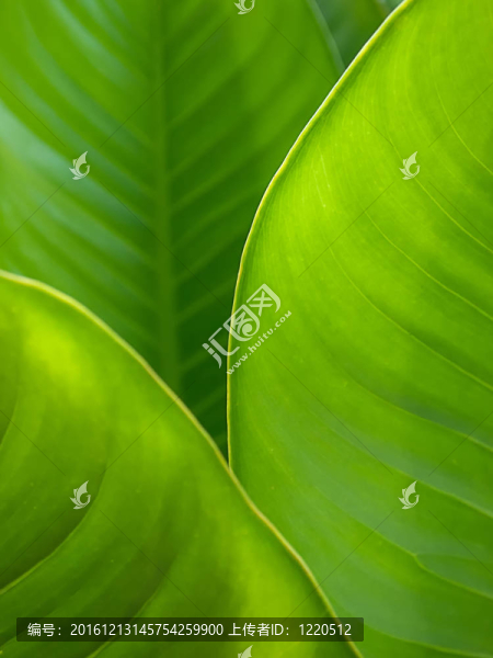 綠葉背景抽象