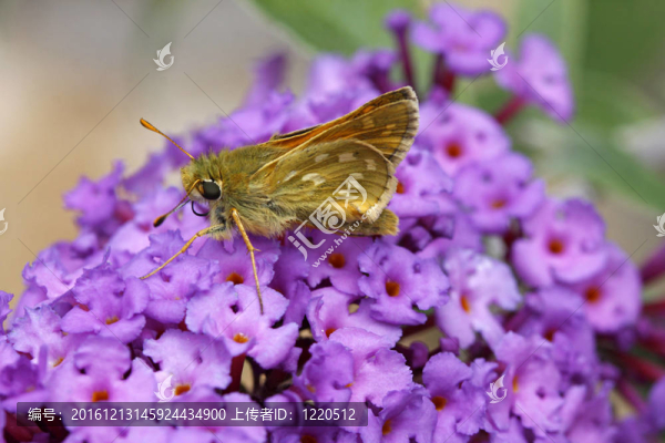 ochlodes,venatus；大隊長