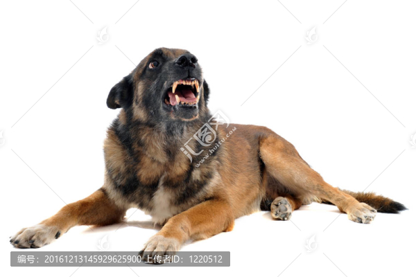 憤怒的馬