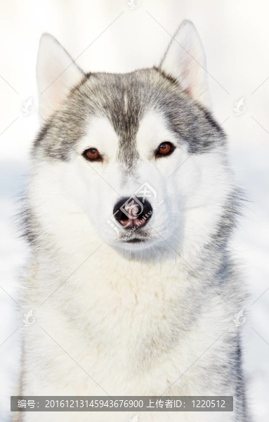 哈士奇犬的畫像在冬天