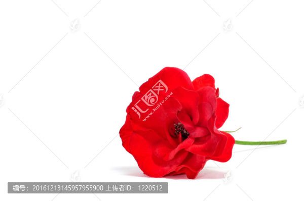 紅色的山茶花