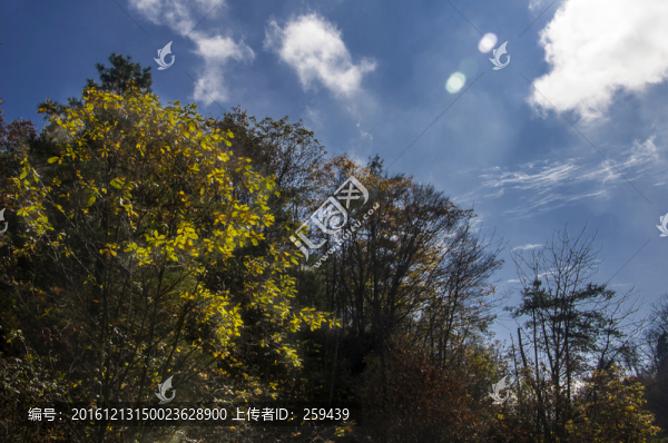森林天空