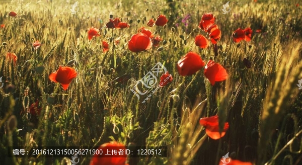 夏天的花