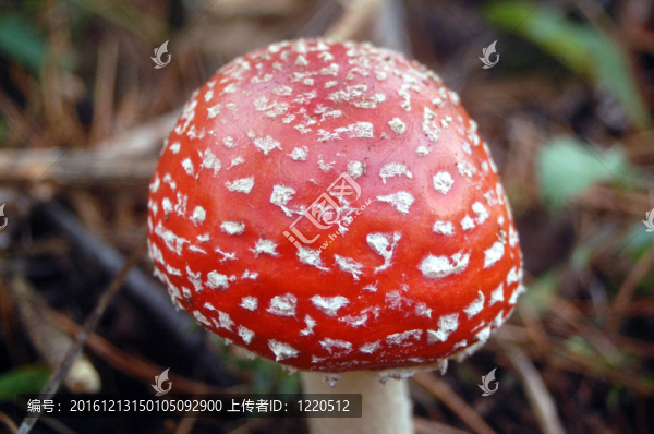 粉木耳蘑菇