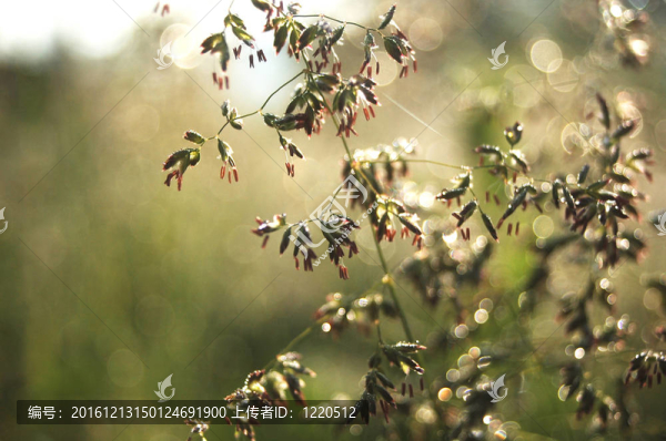 小草在陽(yáng)光下