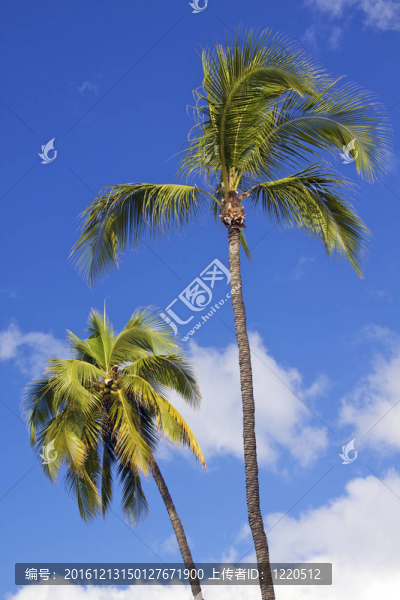 棕櫚樹和天空