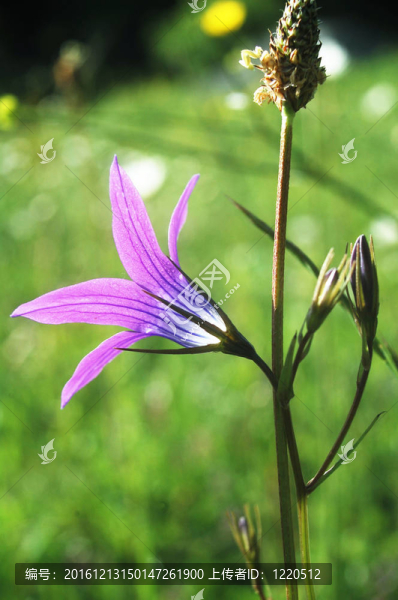 風信子花