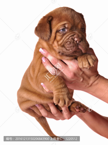 波爾多獒犬的小狗在手