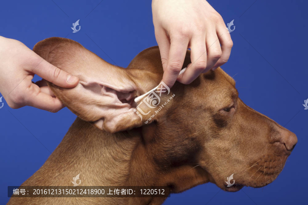 純種犬耳清潔