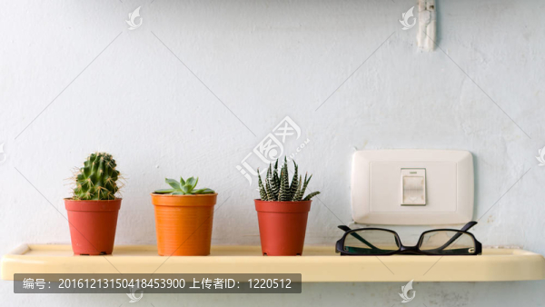 三小仙人掌植物在塑料罐和黑眼鏡
