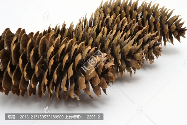 松樹的球果