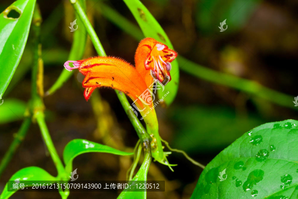 Aeschymanthus,Hildebrandii和紅公雞莎草；泰國罕見的蘭花。