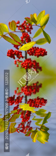 水中的漿果倒影