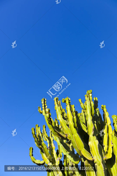 藍天清澈的仙人掌