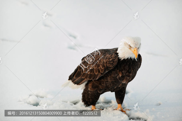 特寫禿鷹的肖像