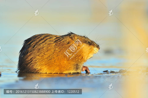 越冬麝鼠
