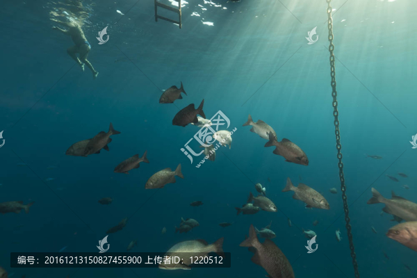 紅海下漂浮碼頭下的魚。