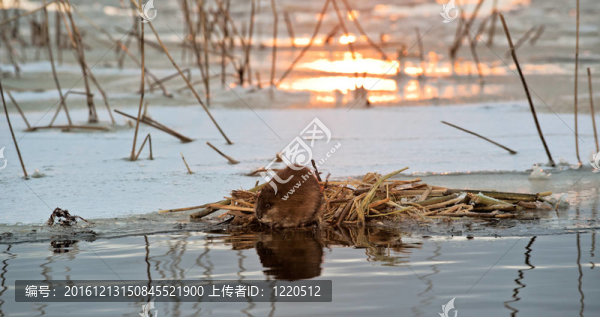 在夕陽的Muskrat。