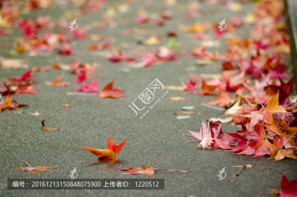 紅色的梧桐樹葉