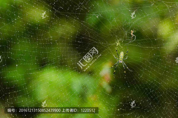 蜘蛛；Nephila,clavata