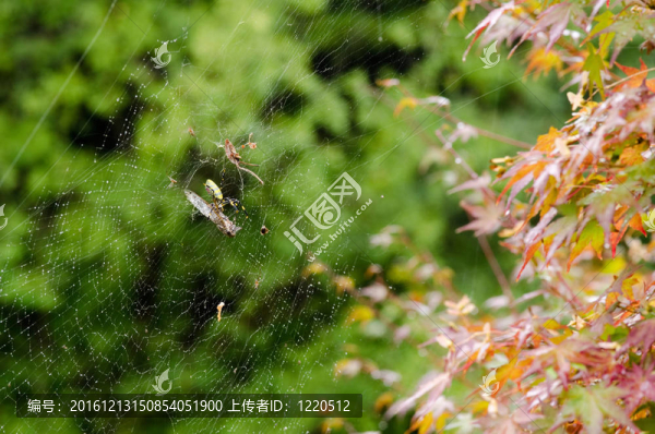 蜘蛛；Nephila,clavata