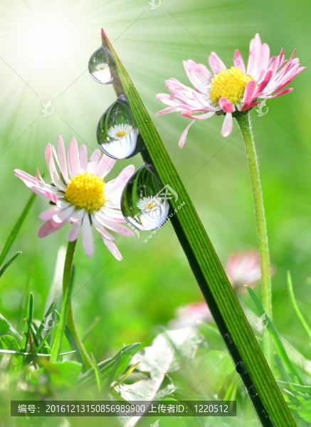 露水草