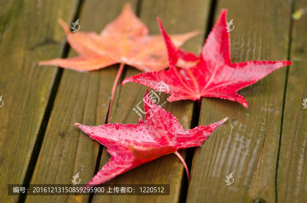 紅色的梧桐樹葉