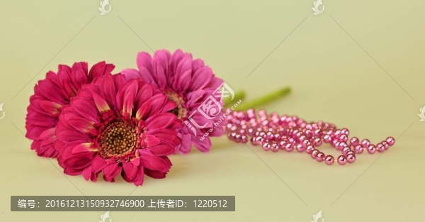 三粉色非洲菊
