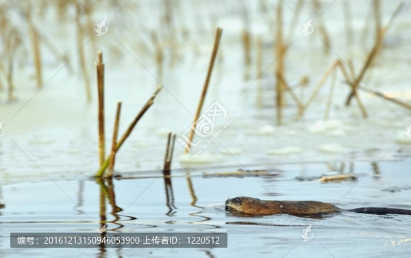 游泳麝鼠