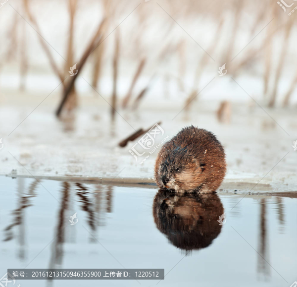 在冰的邊緣Muskrat。