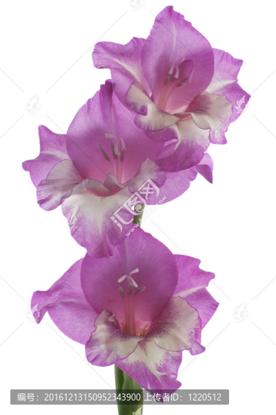 唐菖蒲