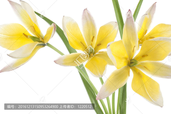 郁金香