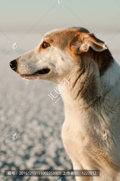 狗的肖像