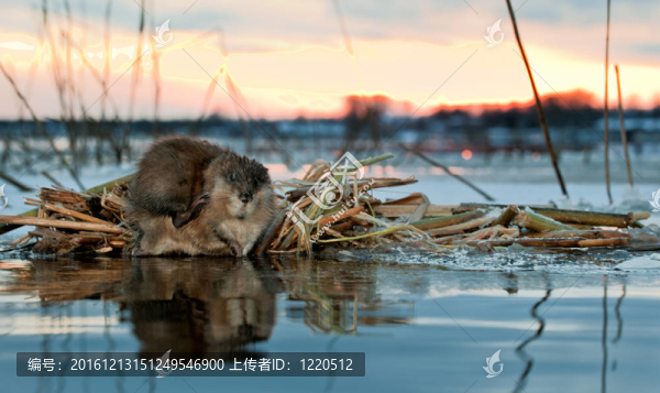 在夕陽(yáng)的Muskrat。